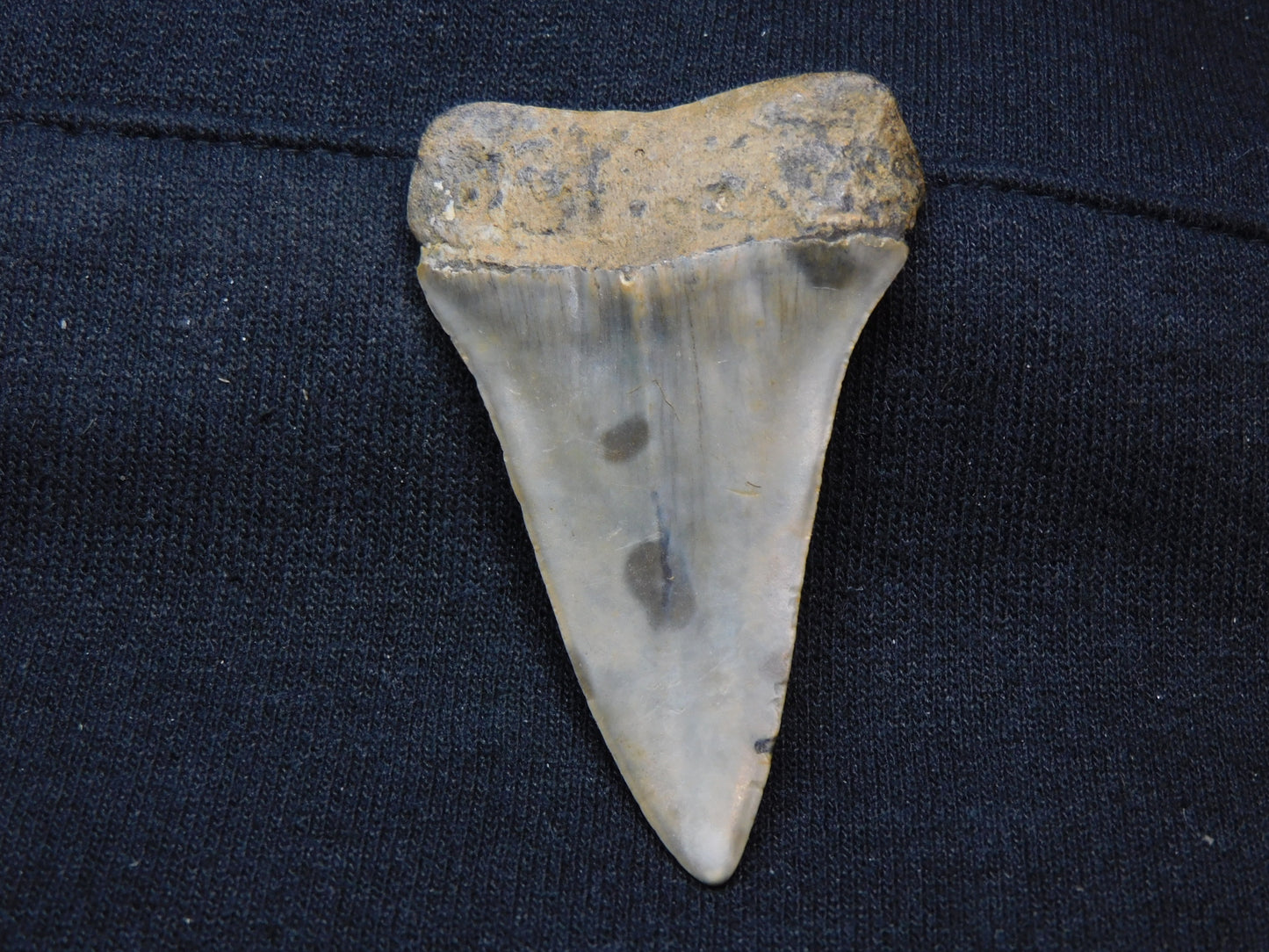 2.4"  Hastalis Shark Tooth