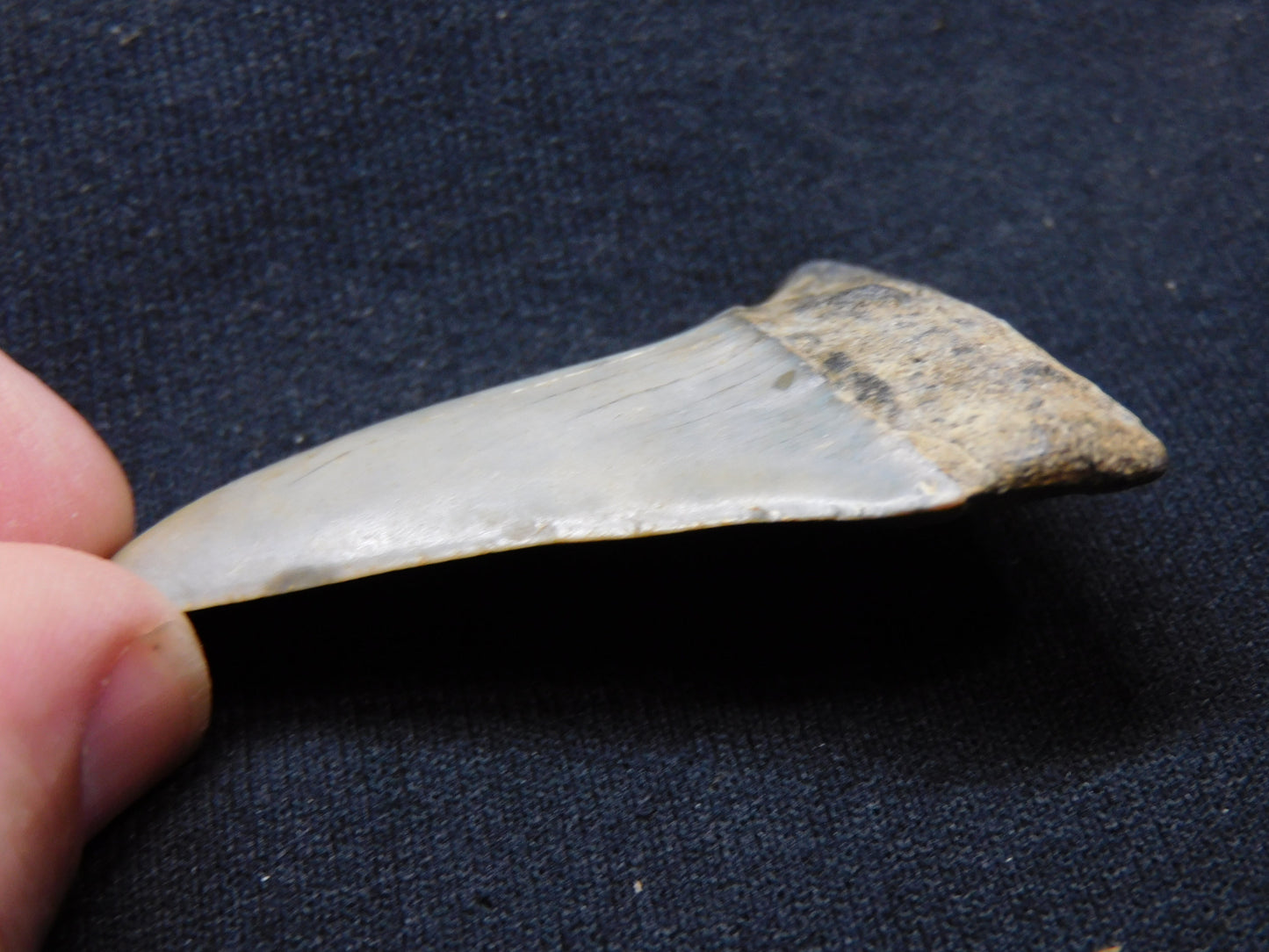 2.4"  Hastalis Shark Tooth