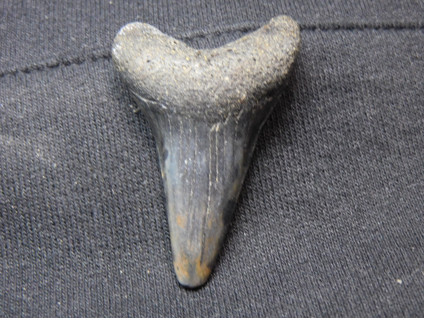 1.9"  Hastalis Shark Tooth