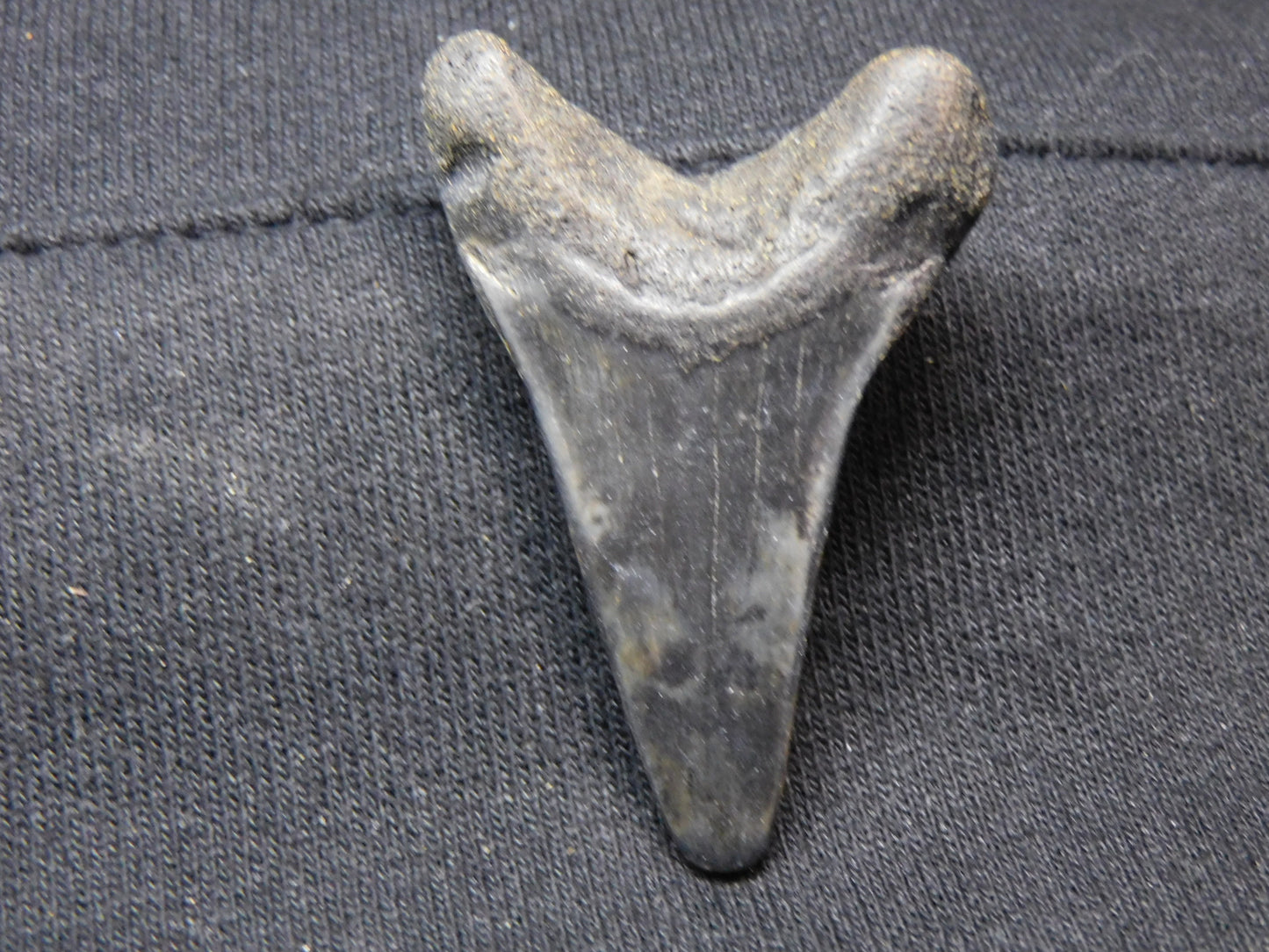 1.9"  Hastalis Shark Tooth