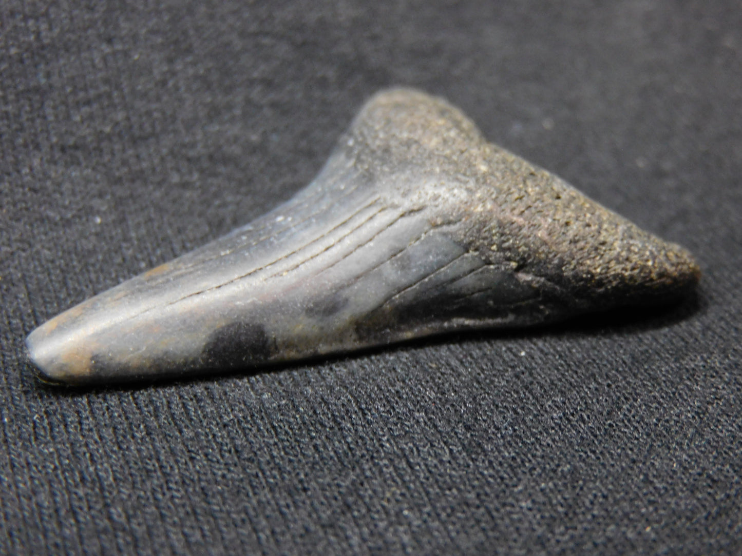 1.9"  Hastalis Shark Tooth