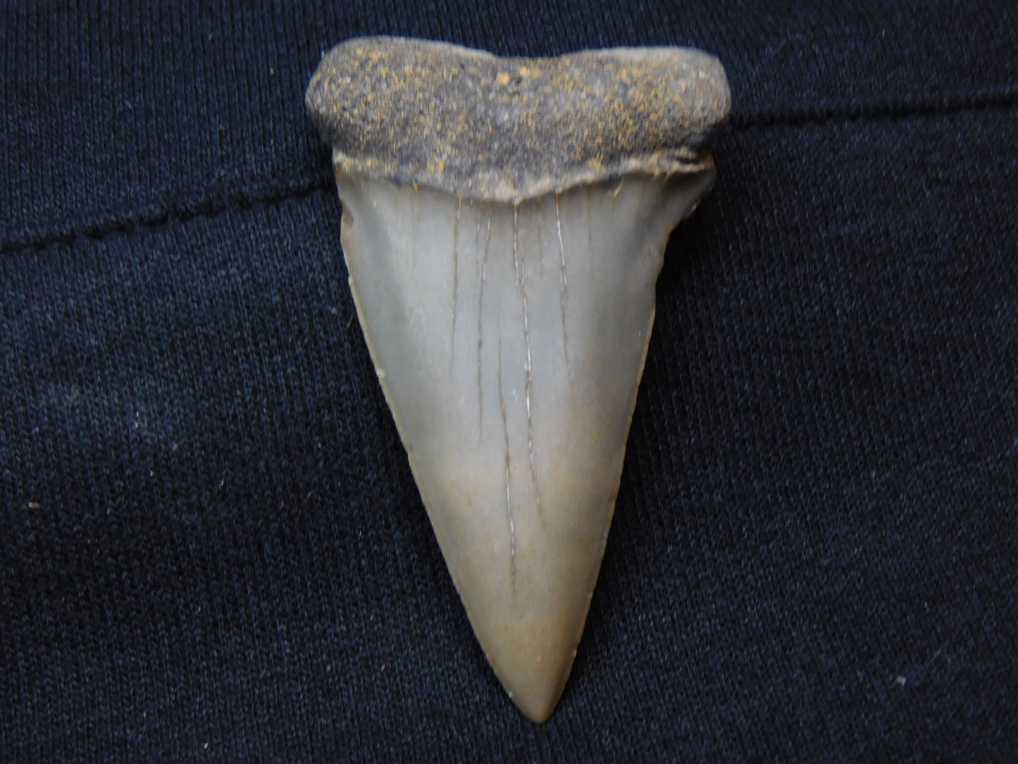 2.3"  Hastalis Shark Tooth