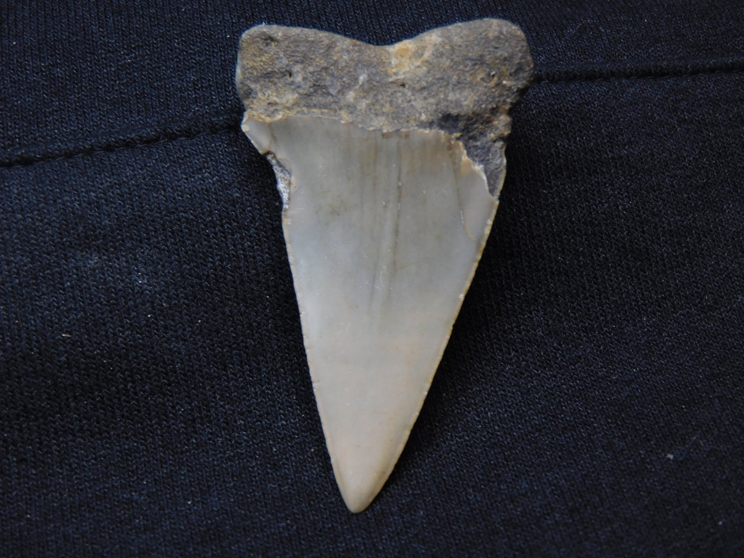 2.3"  Hastalis Shark Tooth