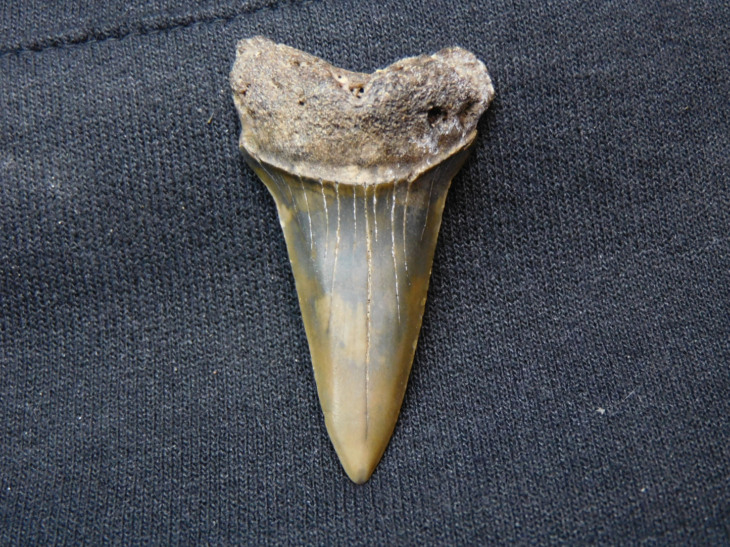 2."  Lower Hastalis Shark Tooth