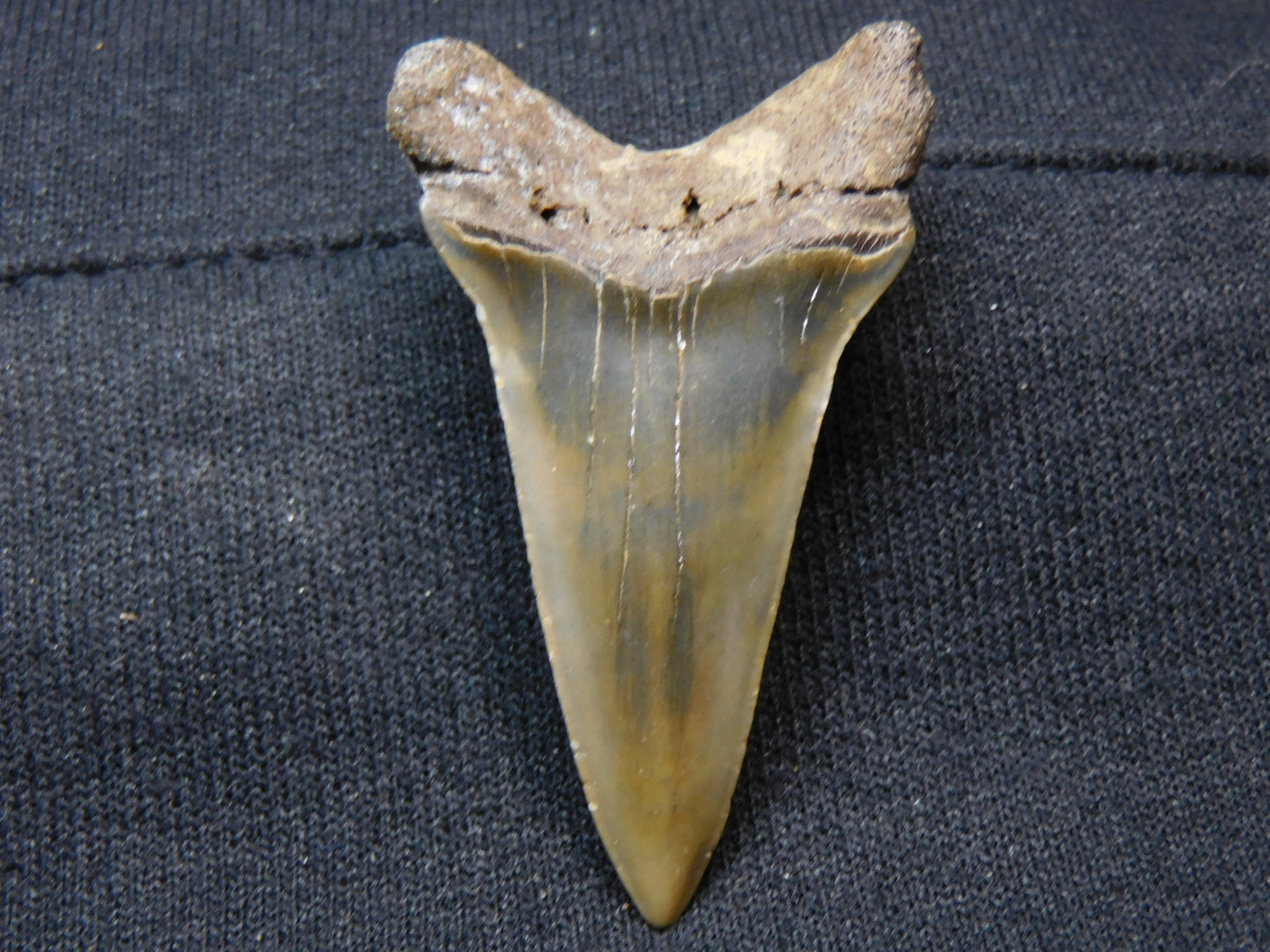 2."  Lower Hastalis Shark Tooth