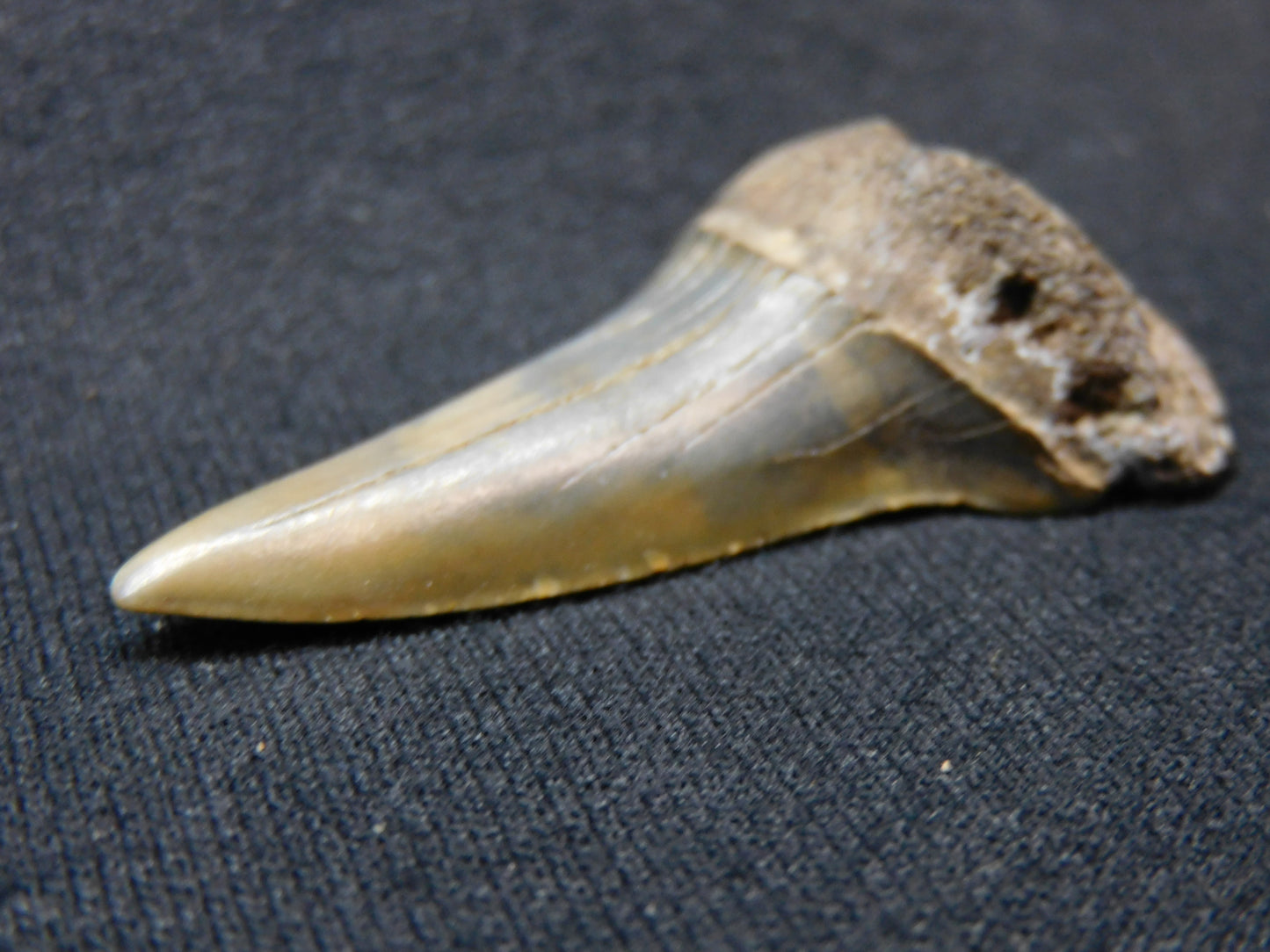 2."  Lower Hastalis Shark Tooth