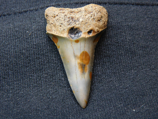 1.8"  Lower Hastalis Shark Tooth