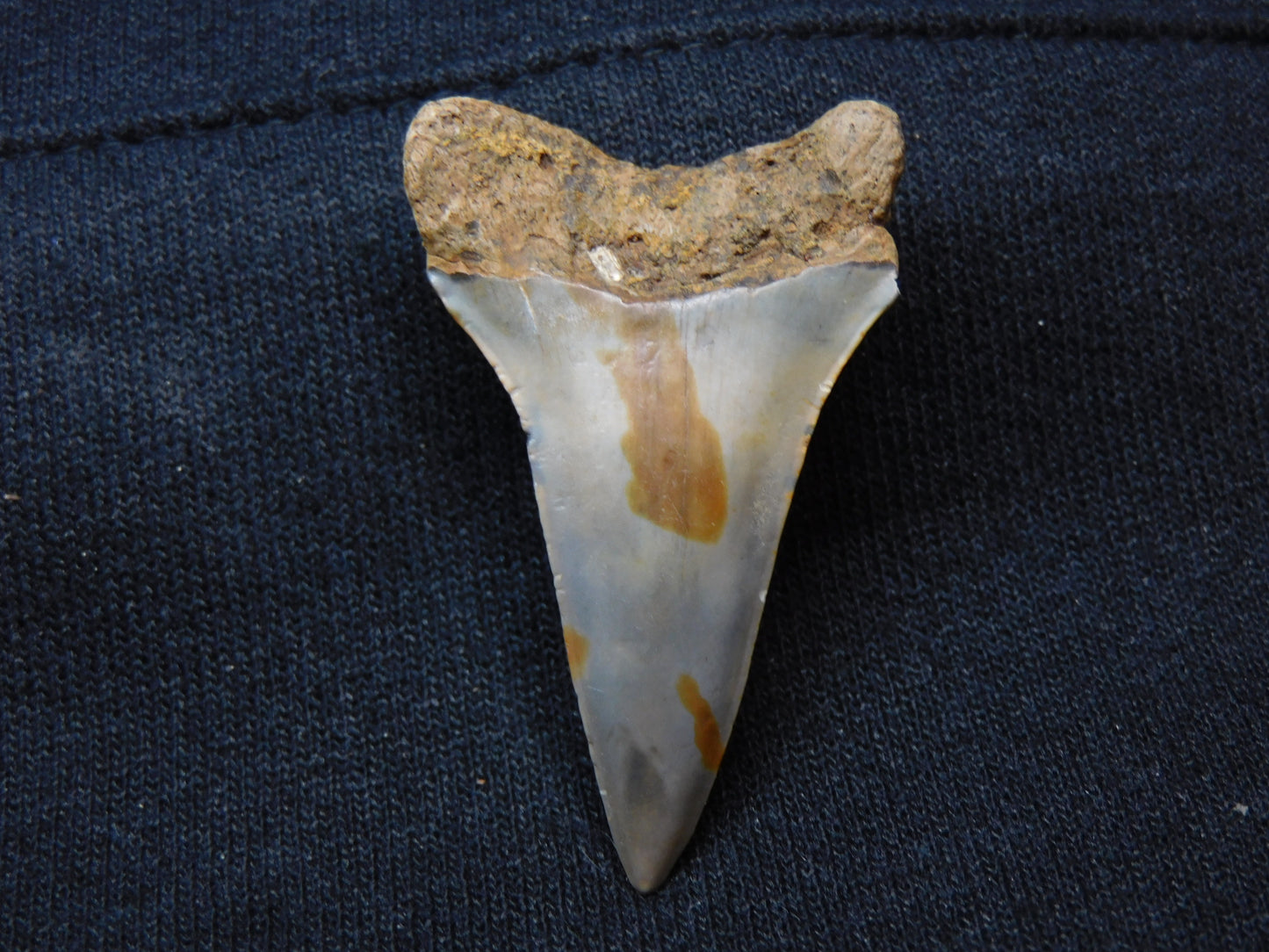 1.8"  Lower Hastalis Shark Tooth