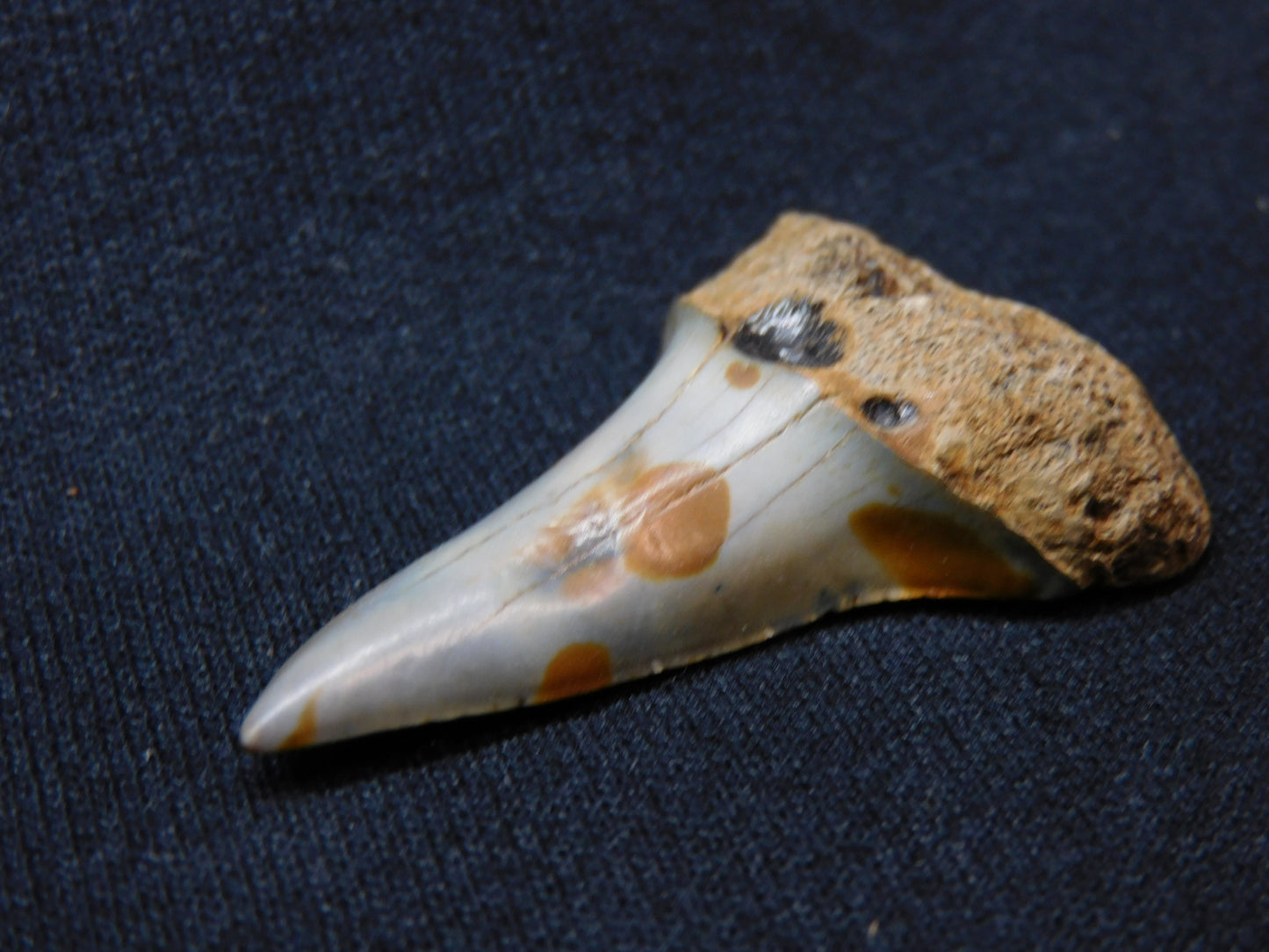 1.8"  Lower Hastalis Shark Tooth