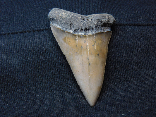 2.3"  Hastalis Shark Tooth