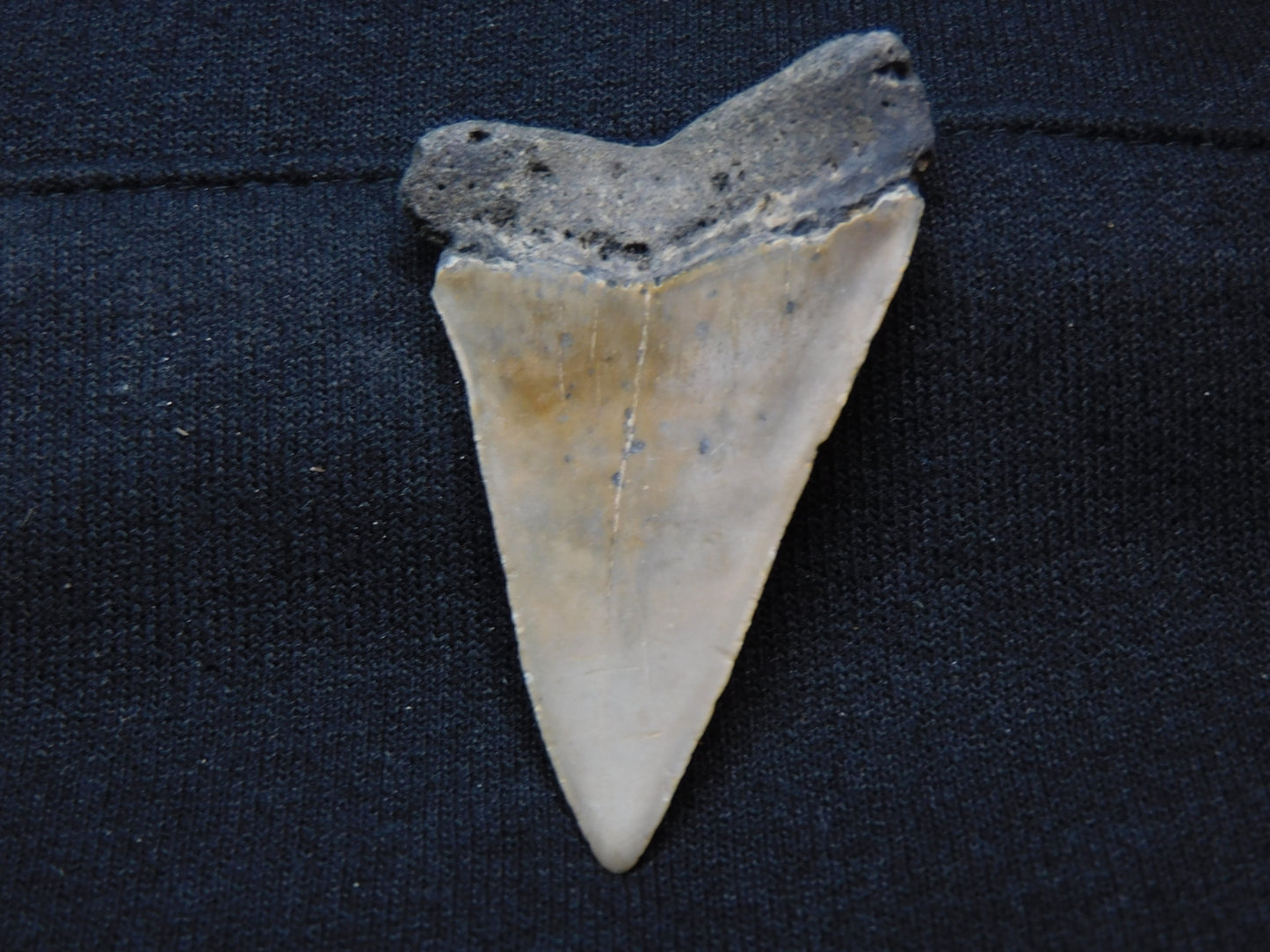 2.3"  Hastalis Shark Tooth