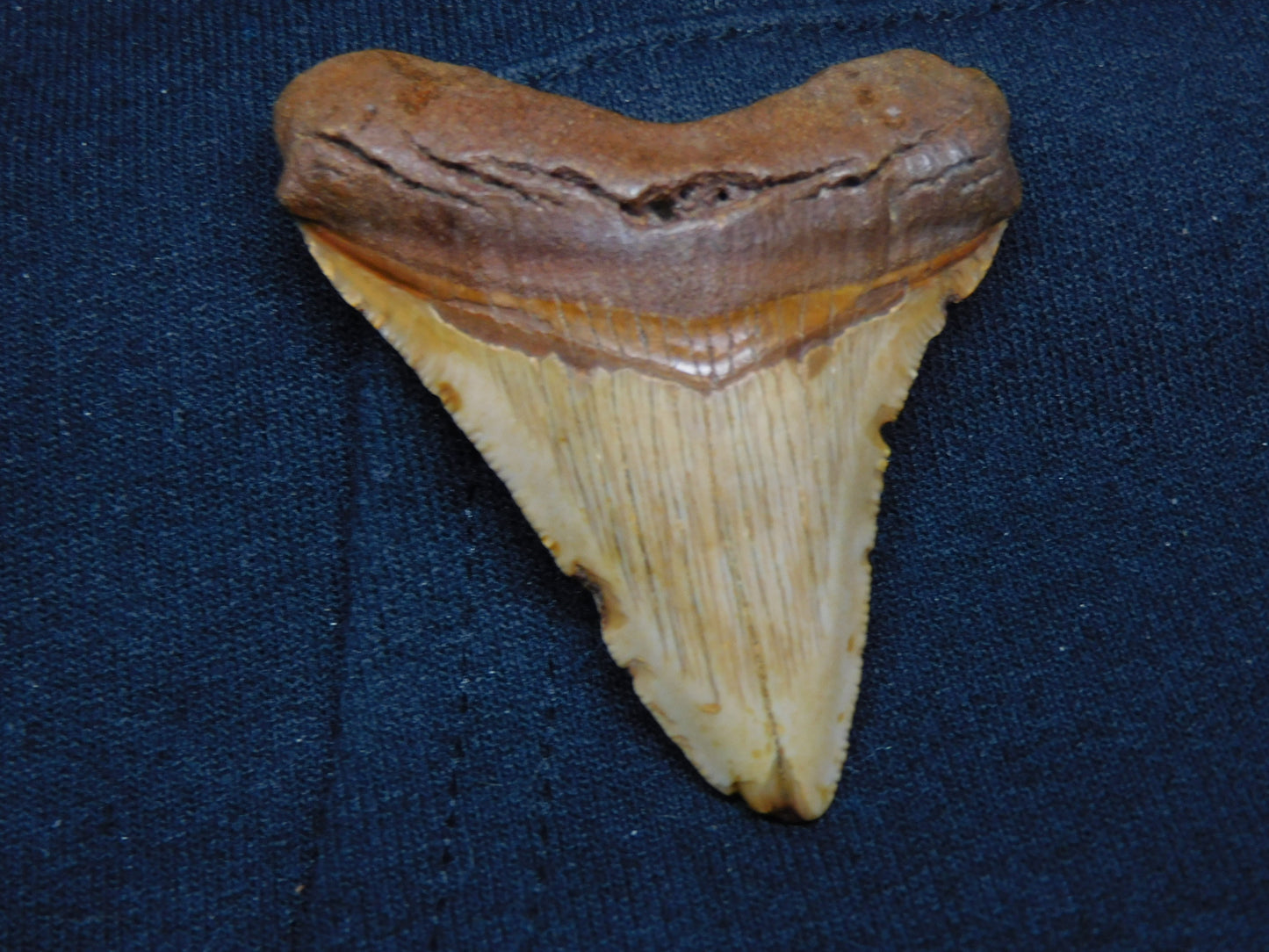 2.56" Chubutensis Shark Tooth