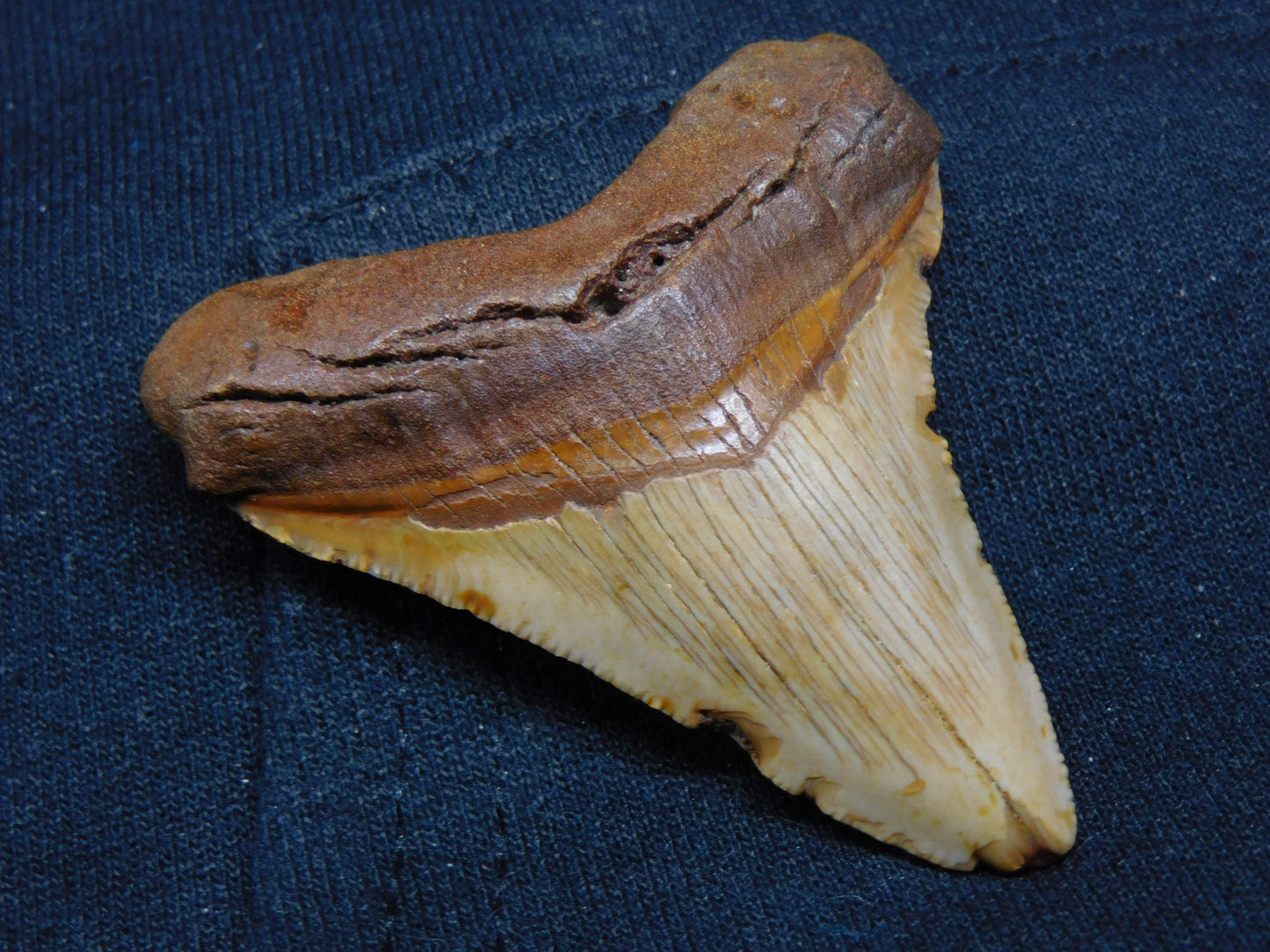 2.56" Chubutensis Shark Tooth