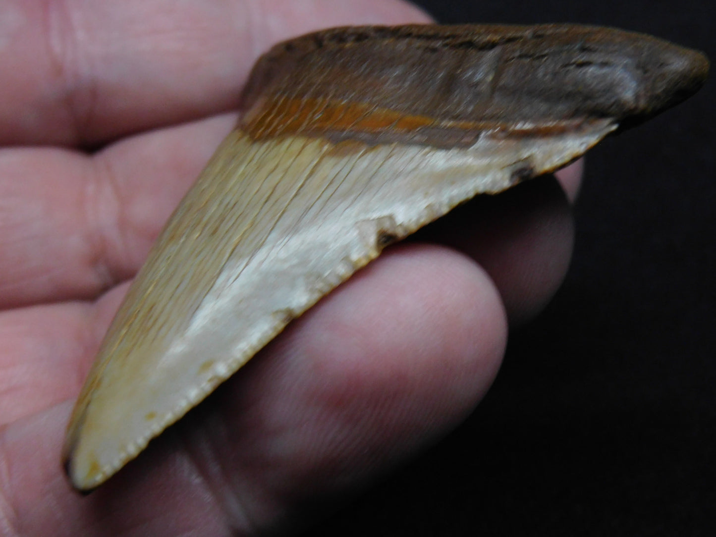 2.56" Chubutensis Shark Tooth