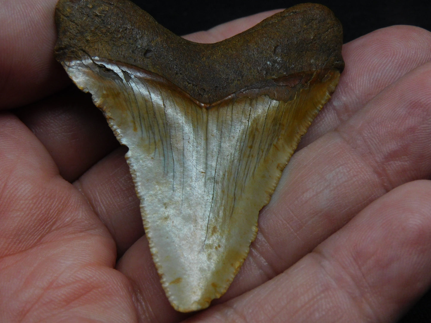 2.56" Chubutensis Shark Tooth