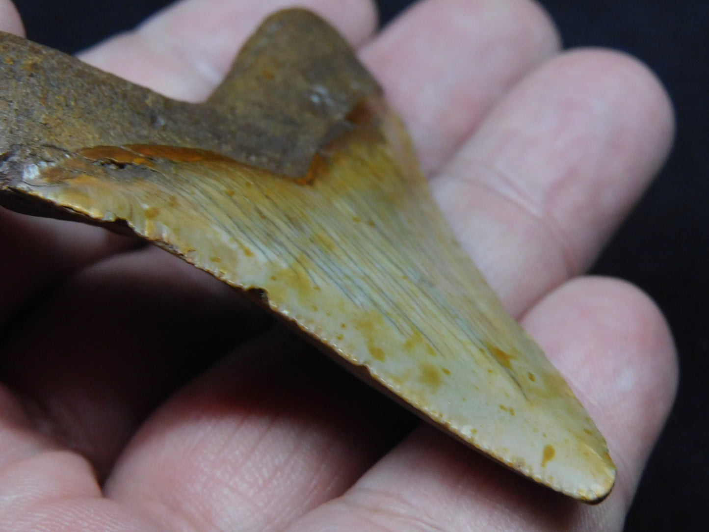 2.56" Chubutensis Shark Tooth