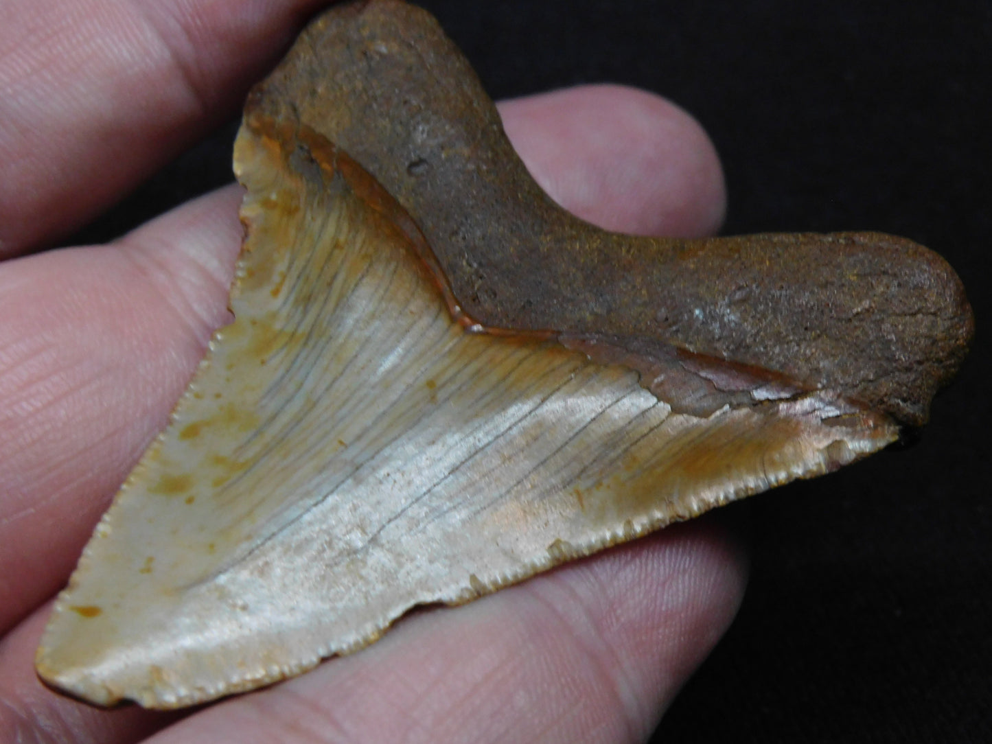 2.56" Chubutensis Shark Tooth