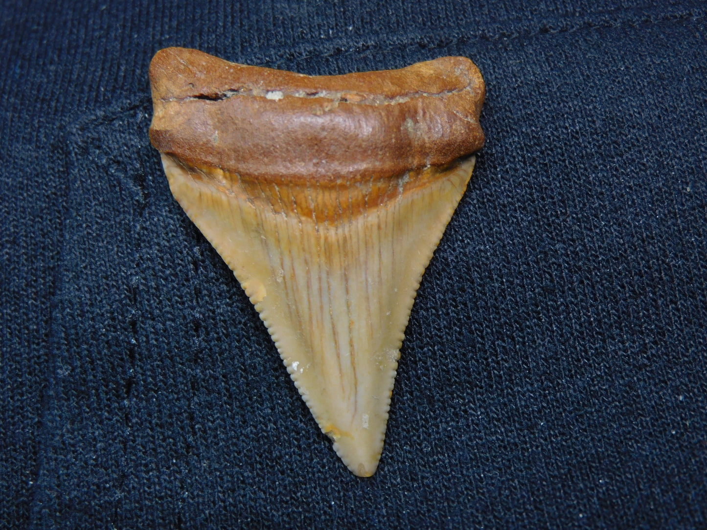 1.8" Chubutensis Shark Tooth