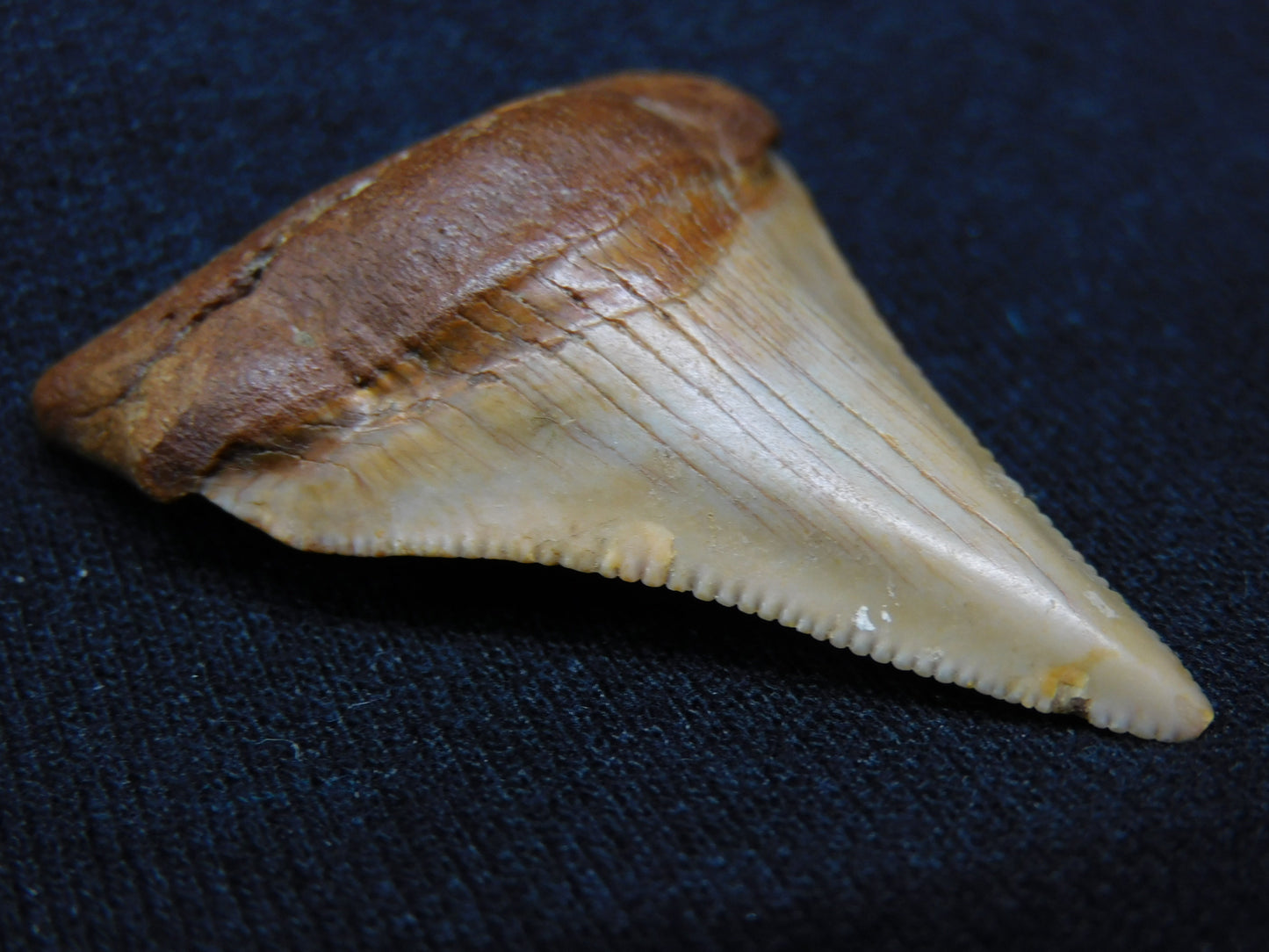 1.8" Chubutensis Shark Tooth