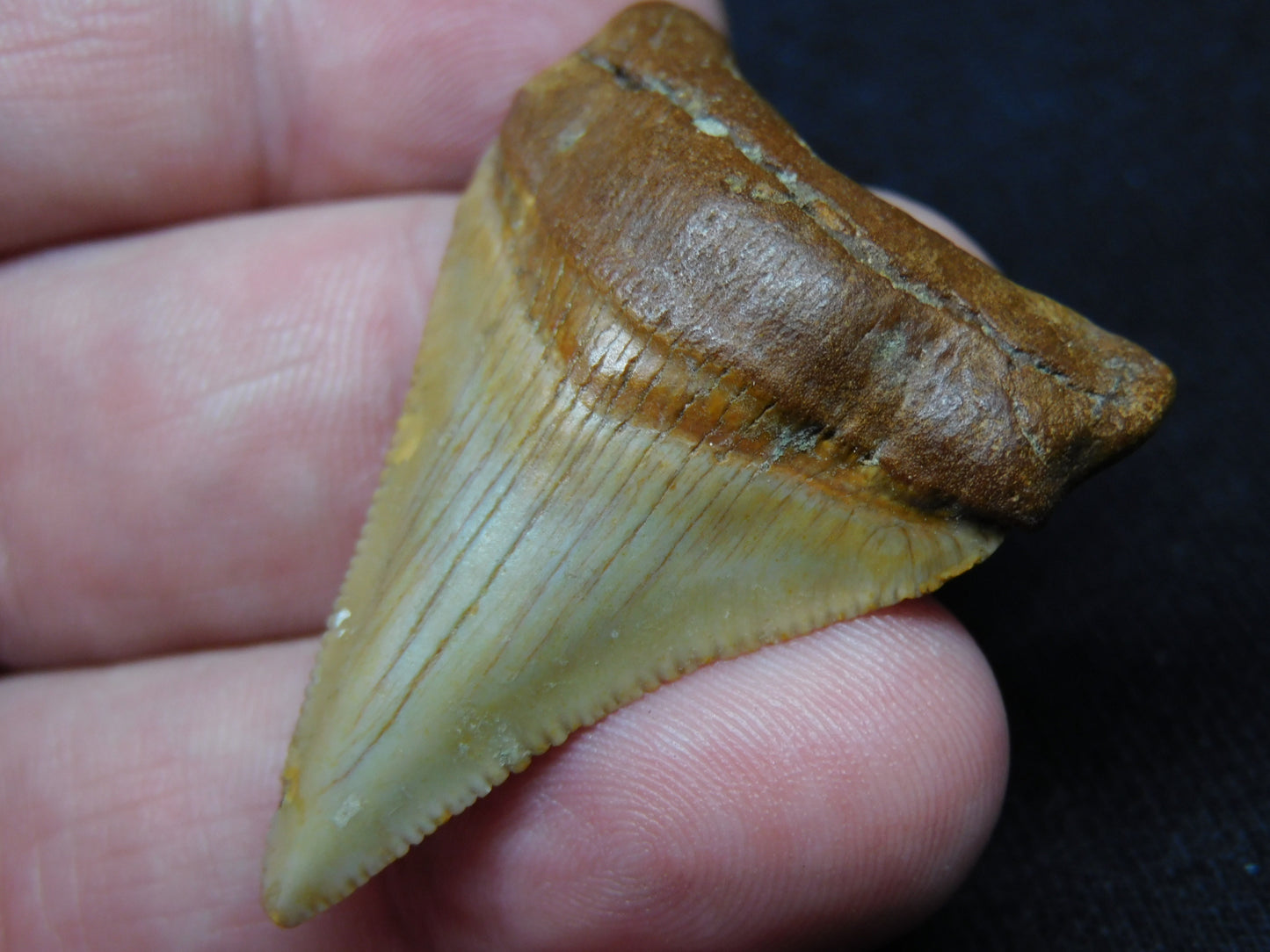 1.8" Chubutensis Shark Tooth