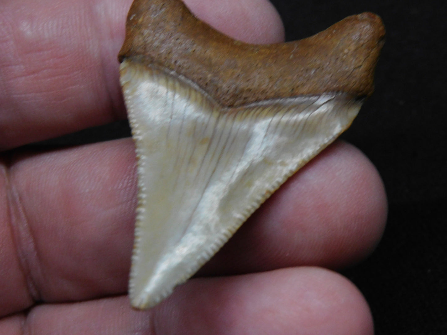 1.8" Chubutensis Shark Tooth