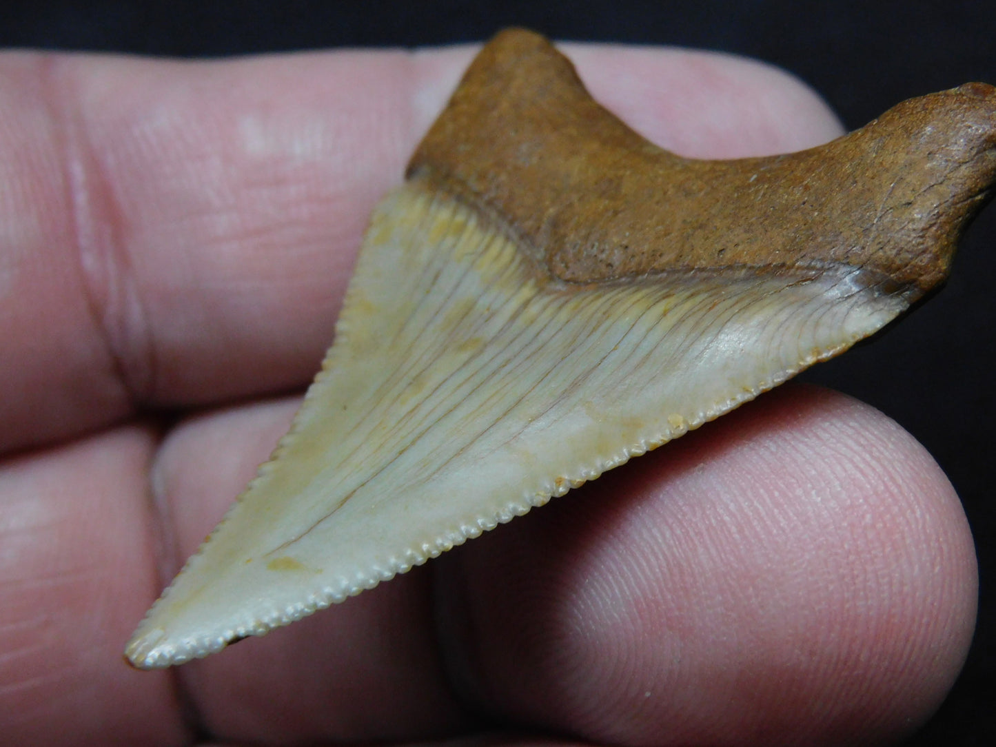 1.8" Chubutensis Shark Tooth