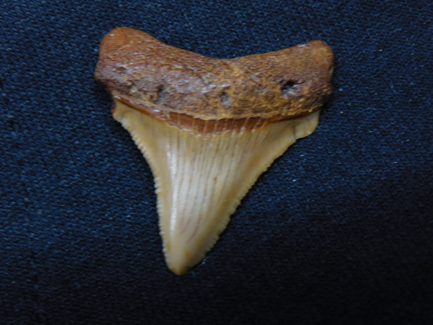 1.5" Chubutensis Shark Tooth