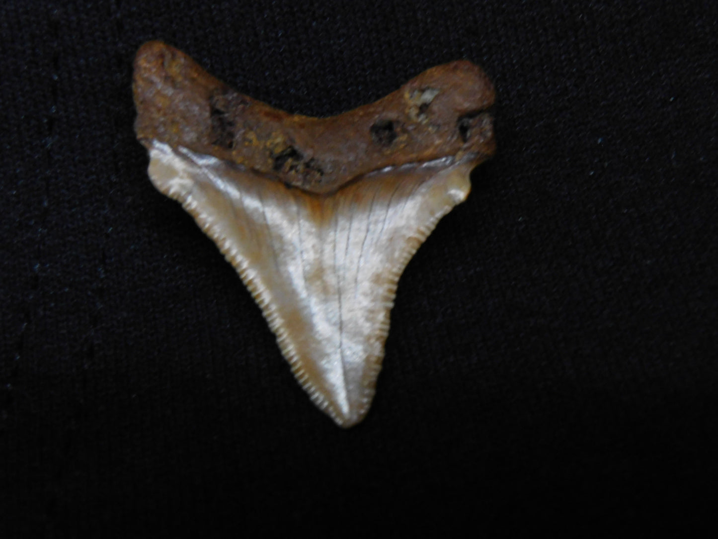 1.5" Chubutensis Shark Tooth