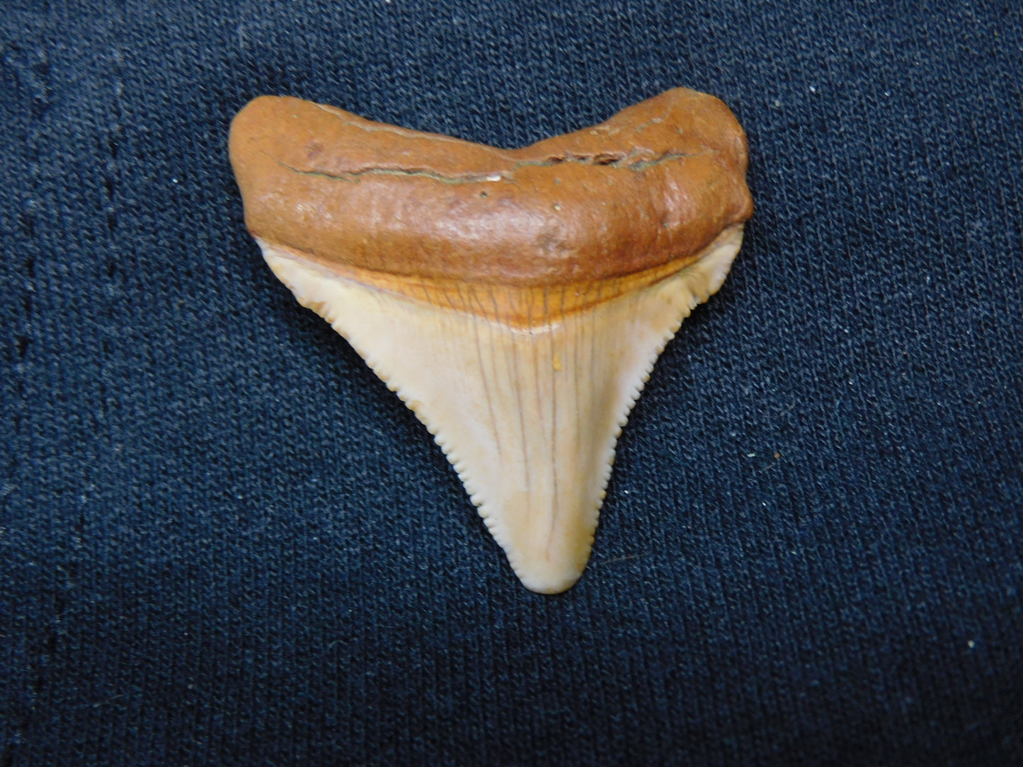 1.6" Chubutensis Shark Tooth