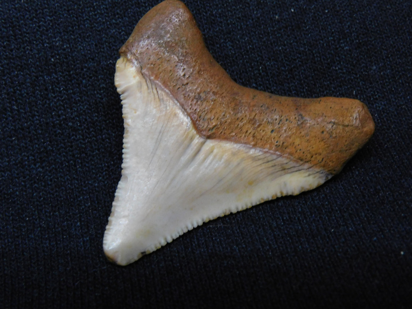 1.6" Chubutensis Shark Tooth