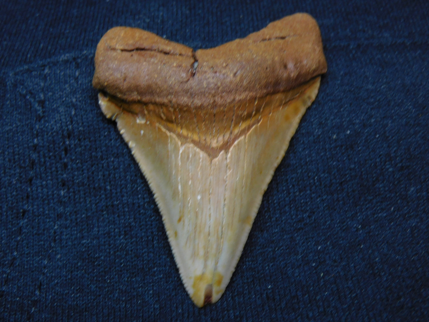 2.4" Chubutensis Shark Tooth