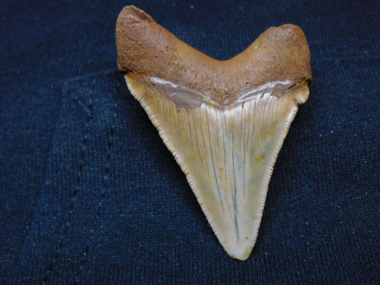 2.4" Chubutensis Shark Tooth