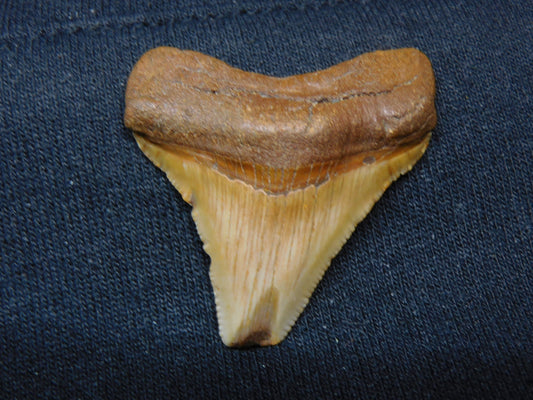 1.5" Chubutensis Shark Tooth