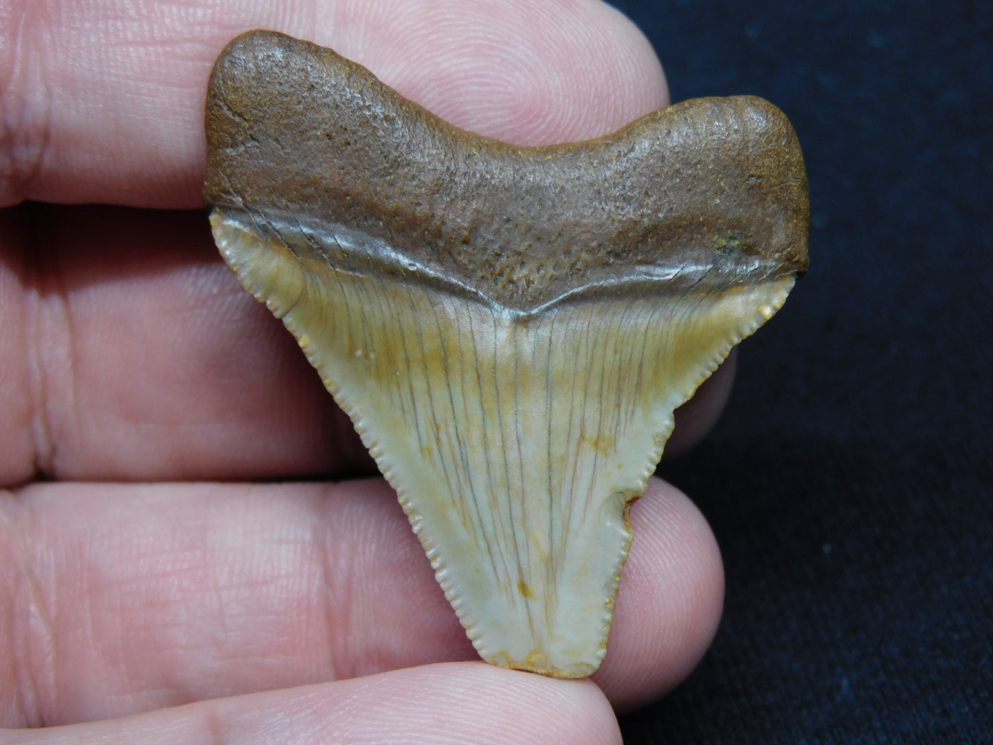 1.5" Chubutensis Shark Tooth