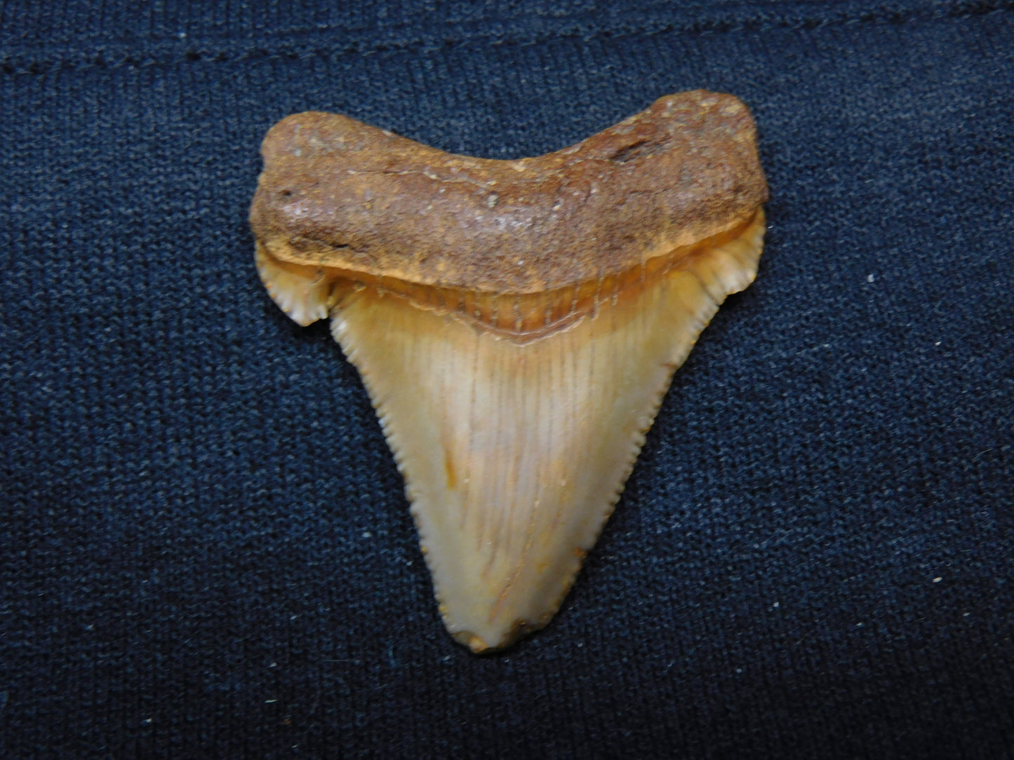 1.7" Chubutensis Shark Tooth