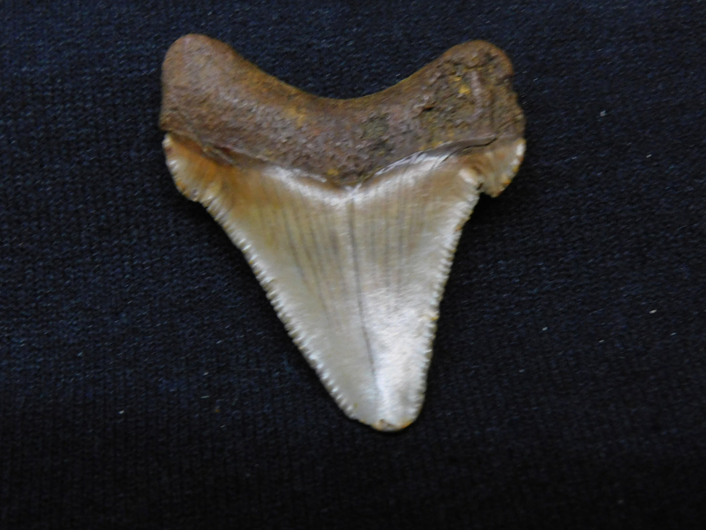 1.7" Chubutensis Shark Tooth