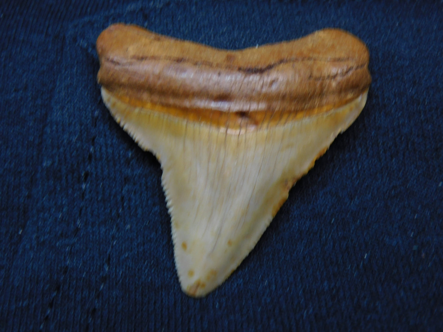 2" Chubutensis Shark Tooth