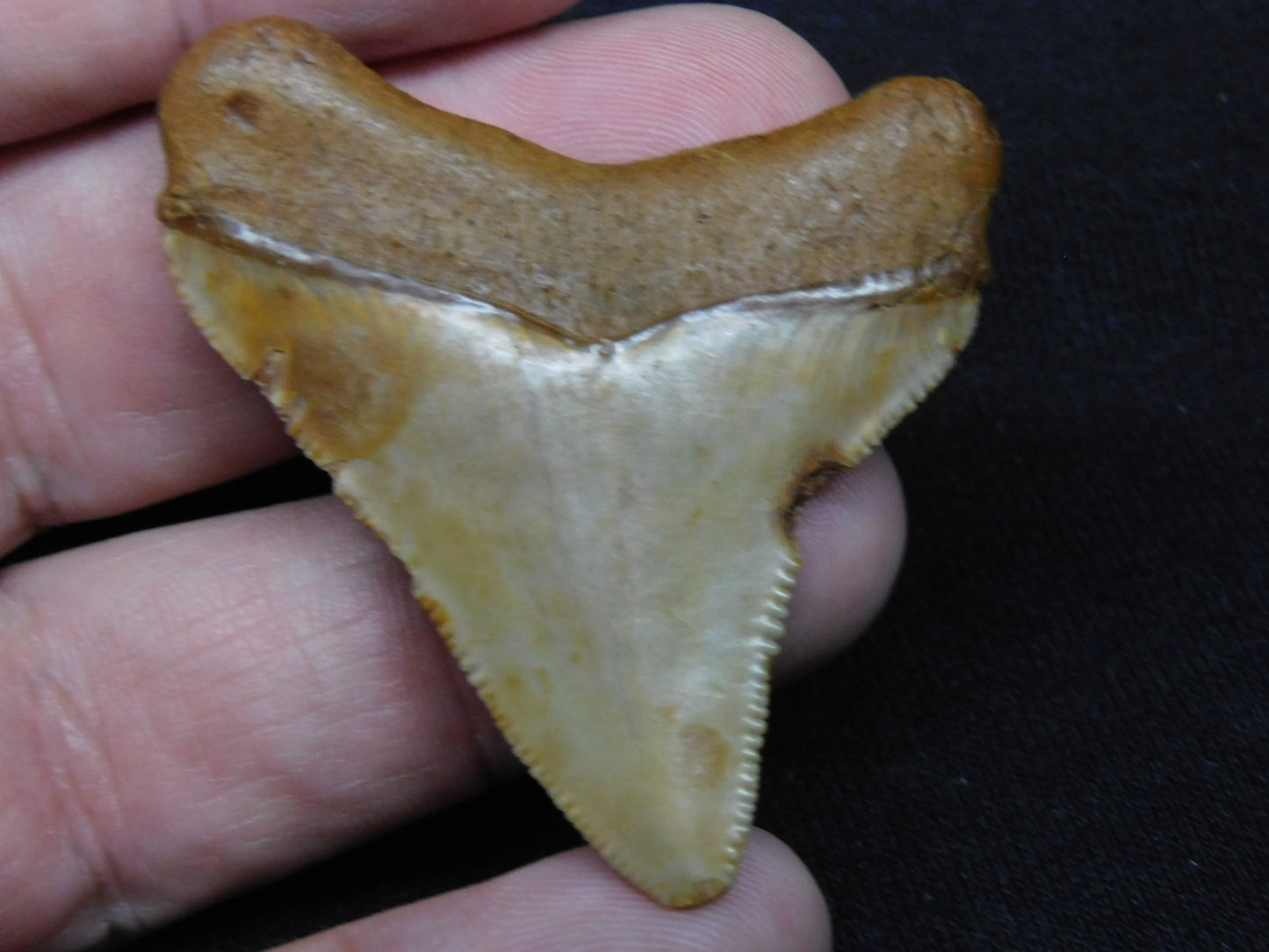 2" Chubutensis Shark Tooth