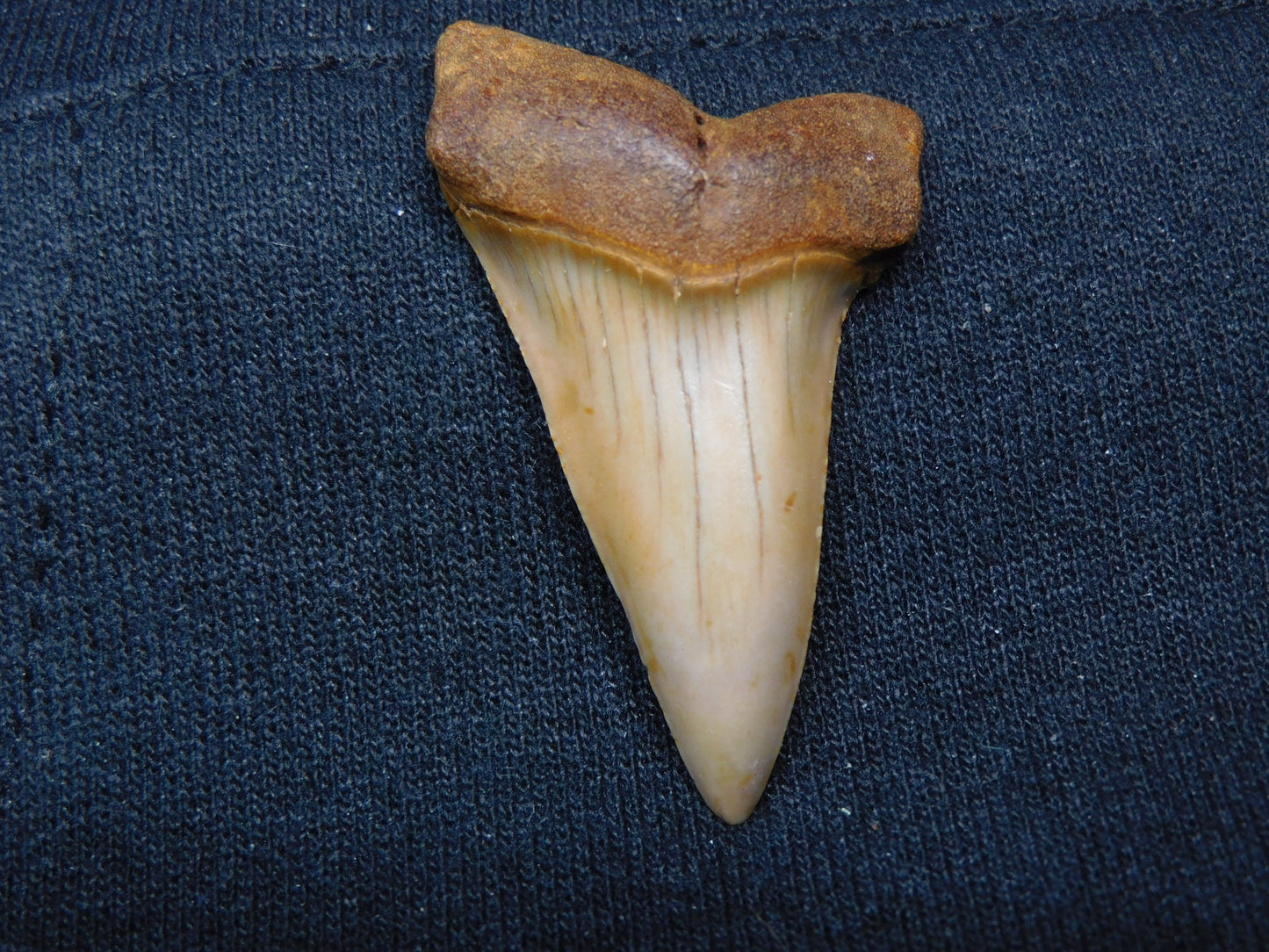 1.9" Hastalis Shark Tooth