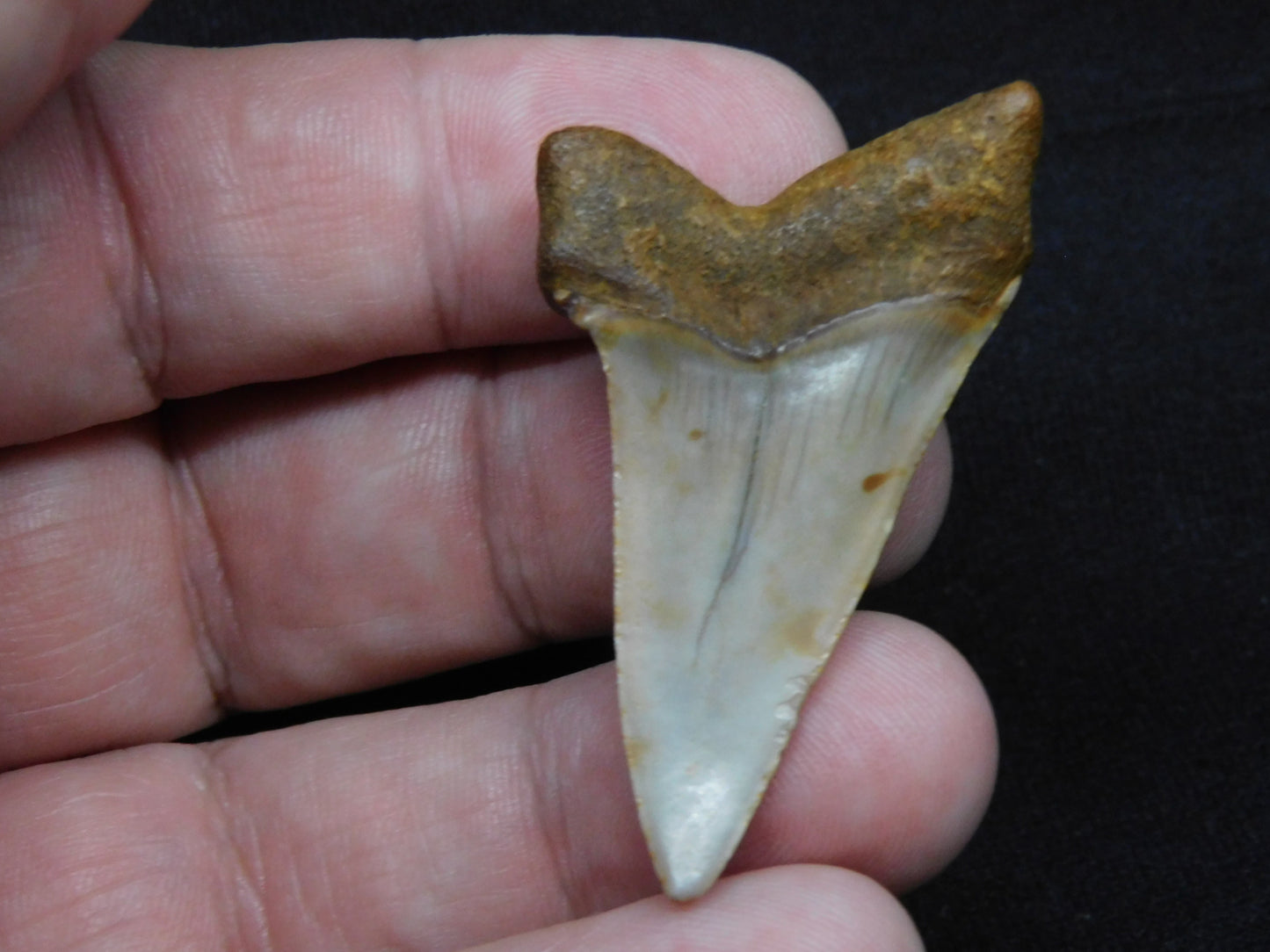 1.9" Hastalis Shark Tooth