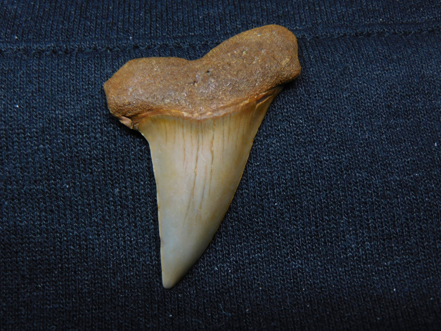 1.8" Hastalis Shark Tooth