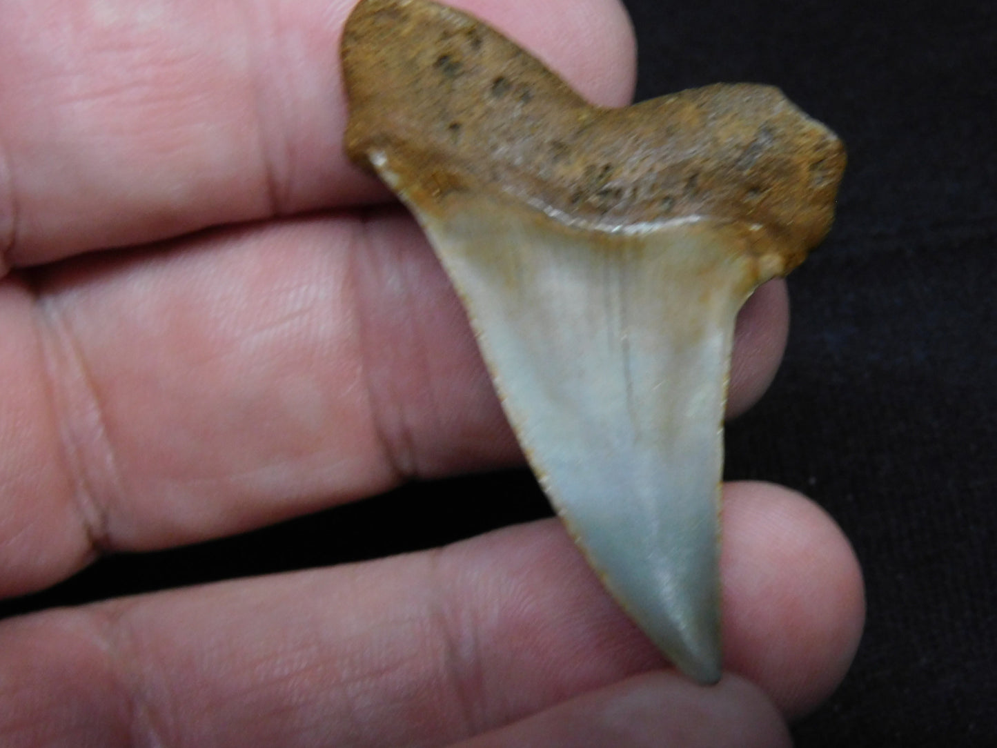 1.8" Hastalis Shark Tooth