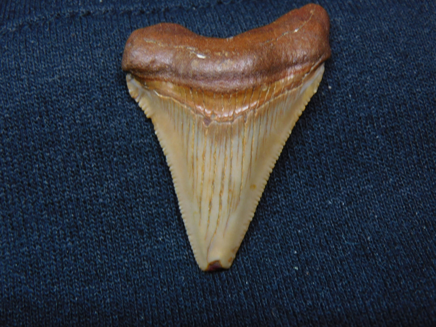 1.8" Chubutensis Shark Tooth