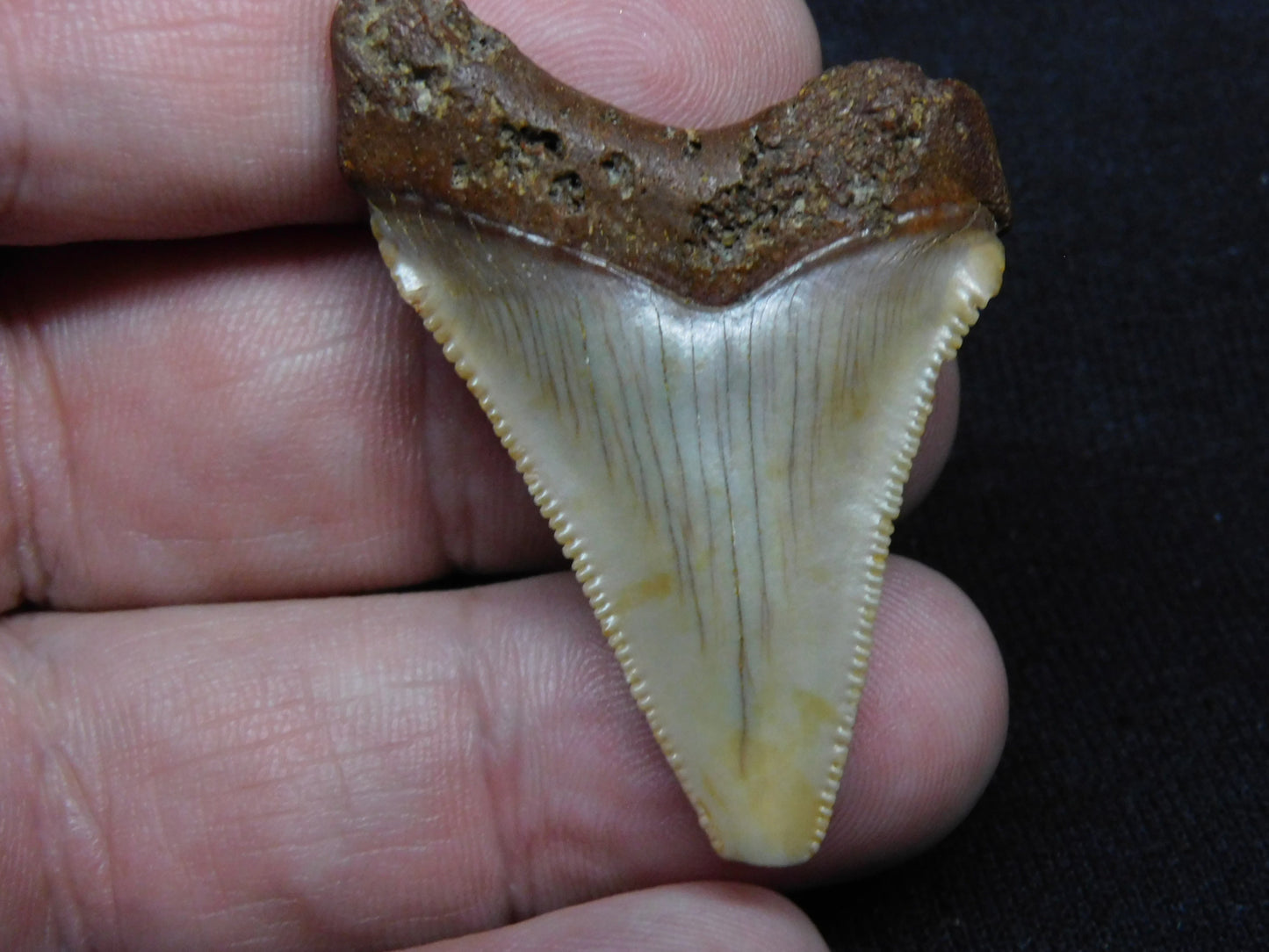 1.8" Chubutensis Shark Tooth