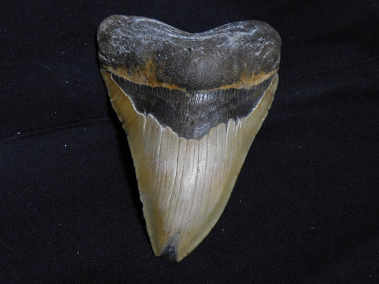 5.7 inch Megalodon Tooth