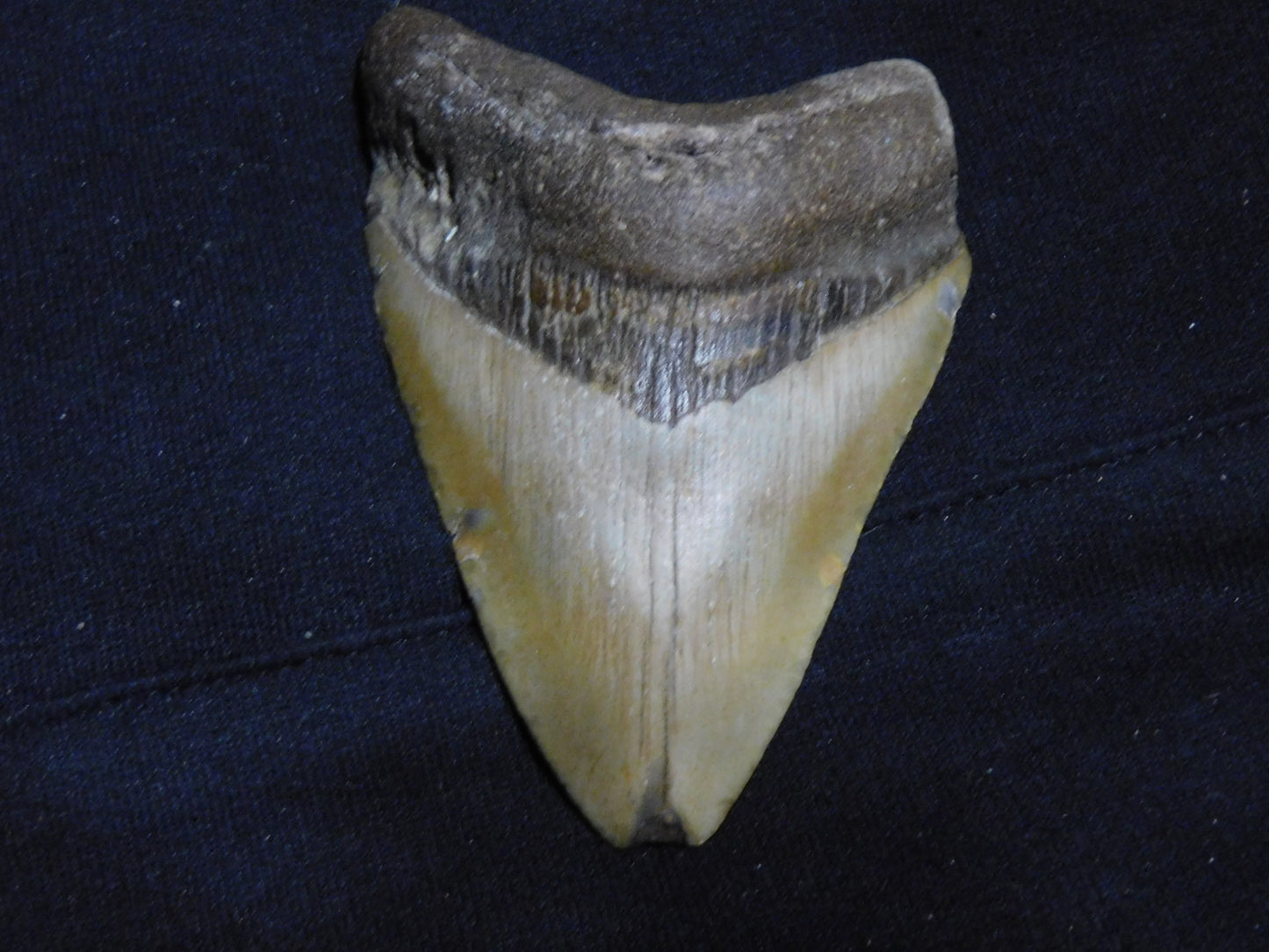 4.1 inch Megalodon Tooth