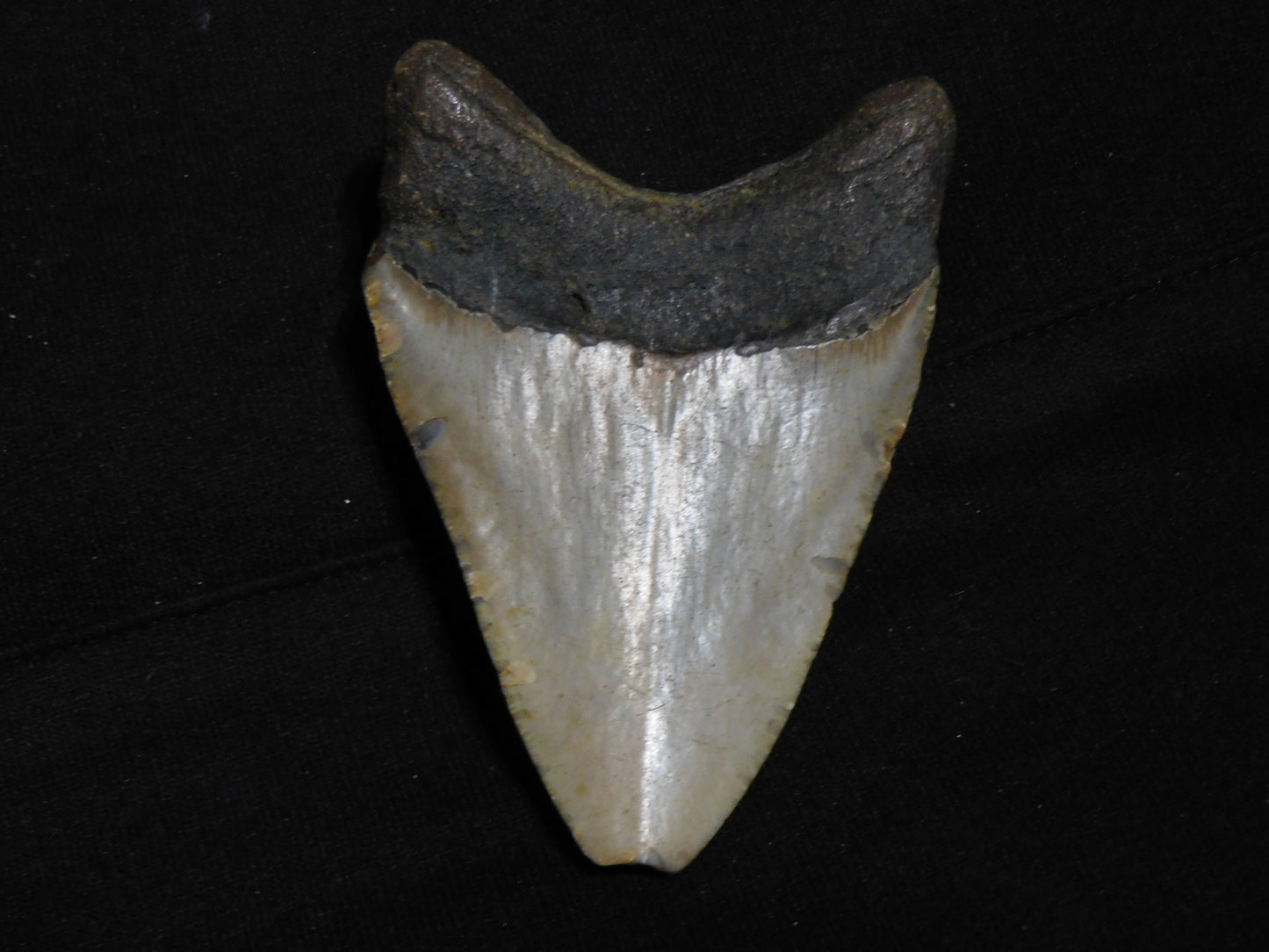 4.1 inch Megalodon Tooth