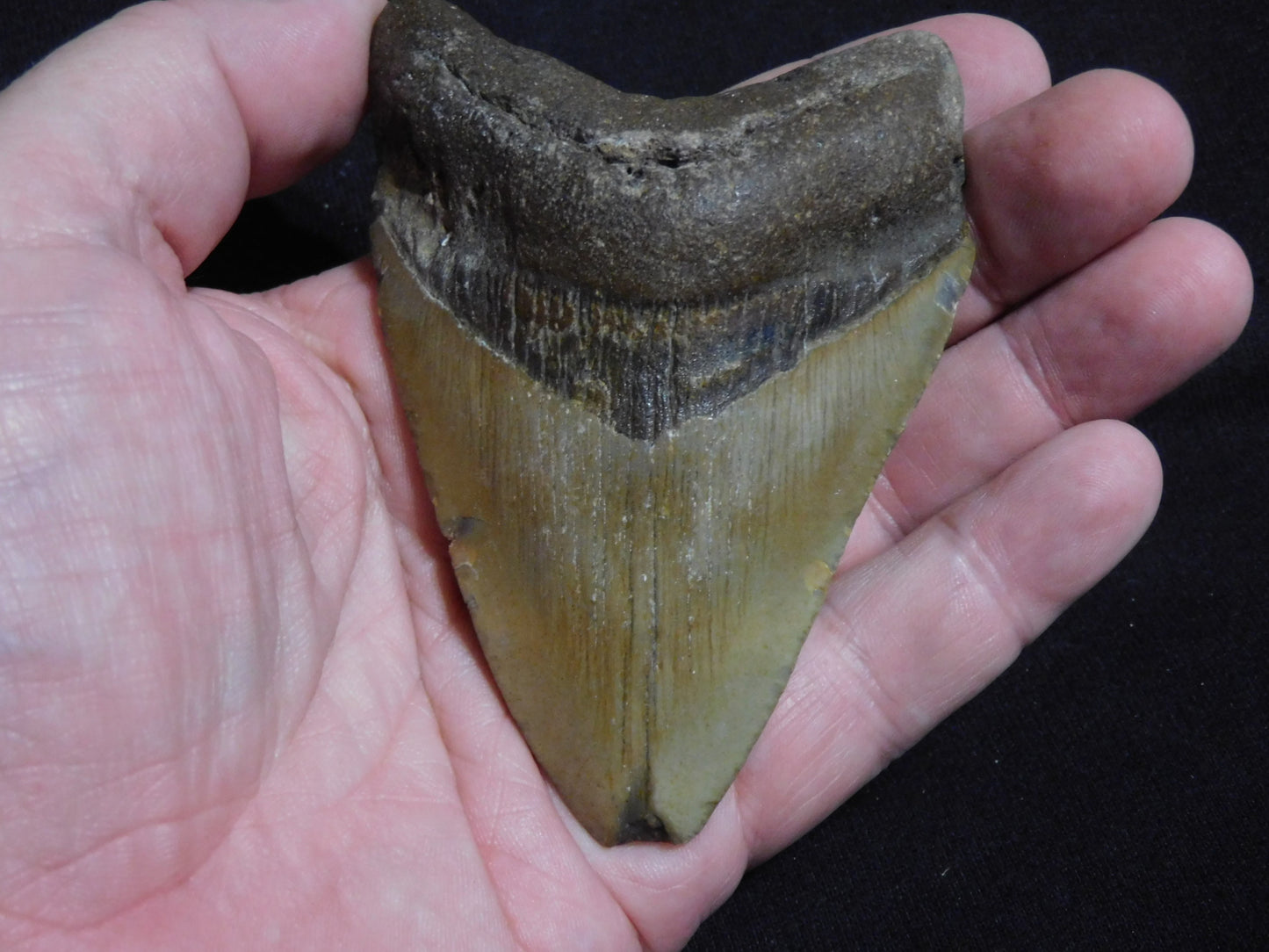 4.1 inch Megalodon Tooth