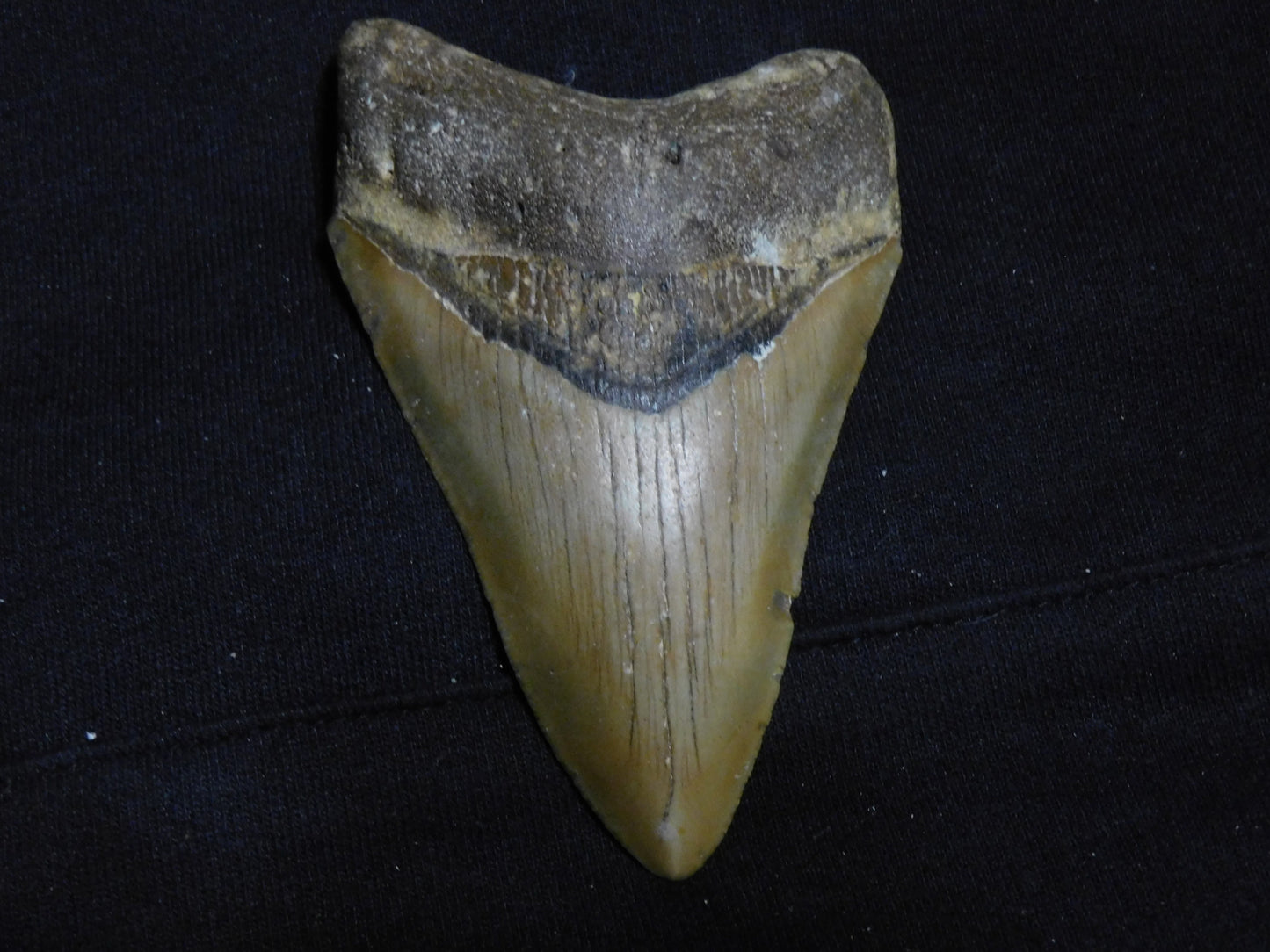 4.4 inch Megalodon Tooth