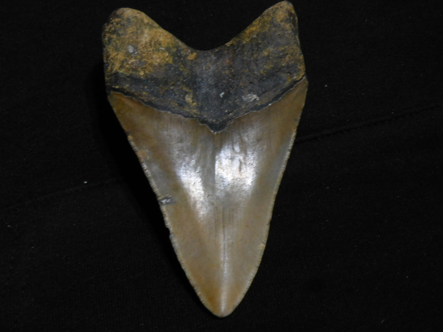 4.4 inch Megalodon Tooth